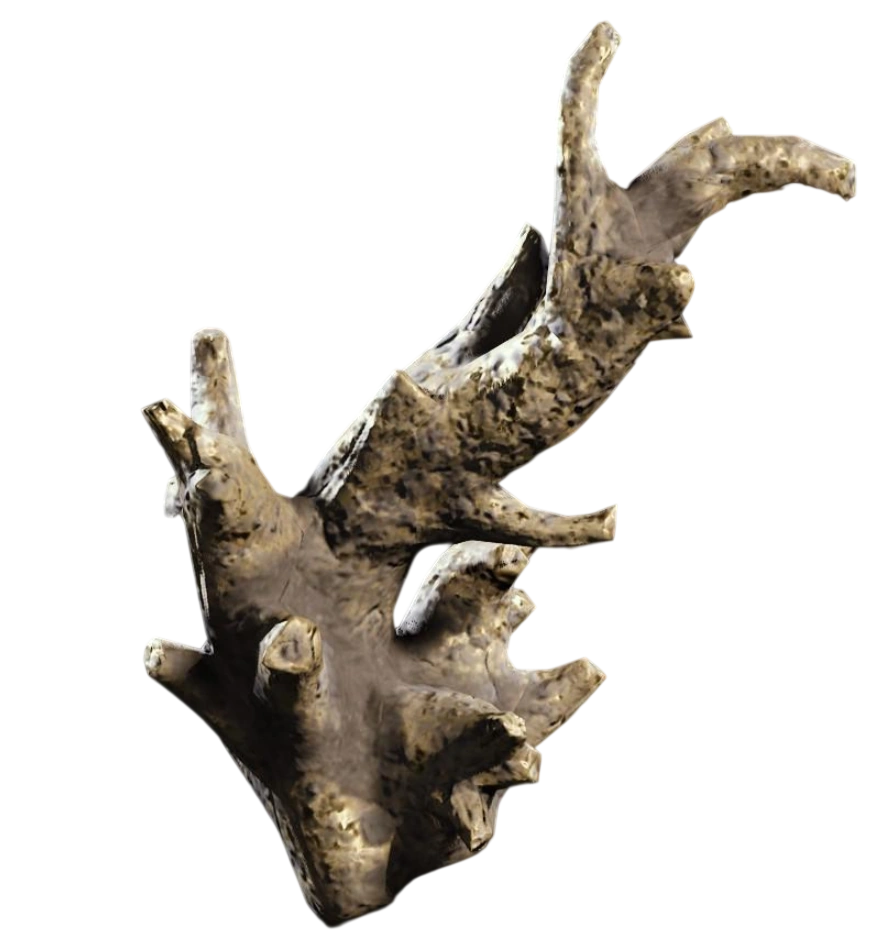 Fossilized Lightning